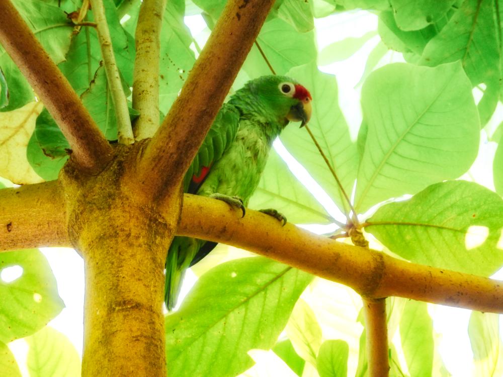 Parrot in Cambutal | VISTACANAS.COM