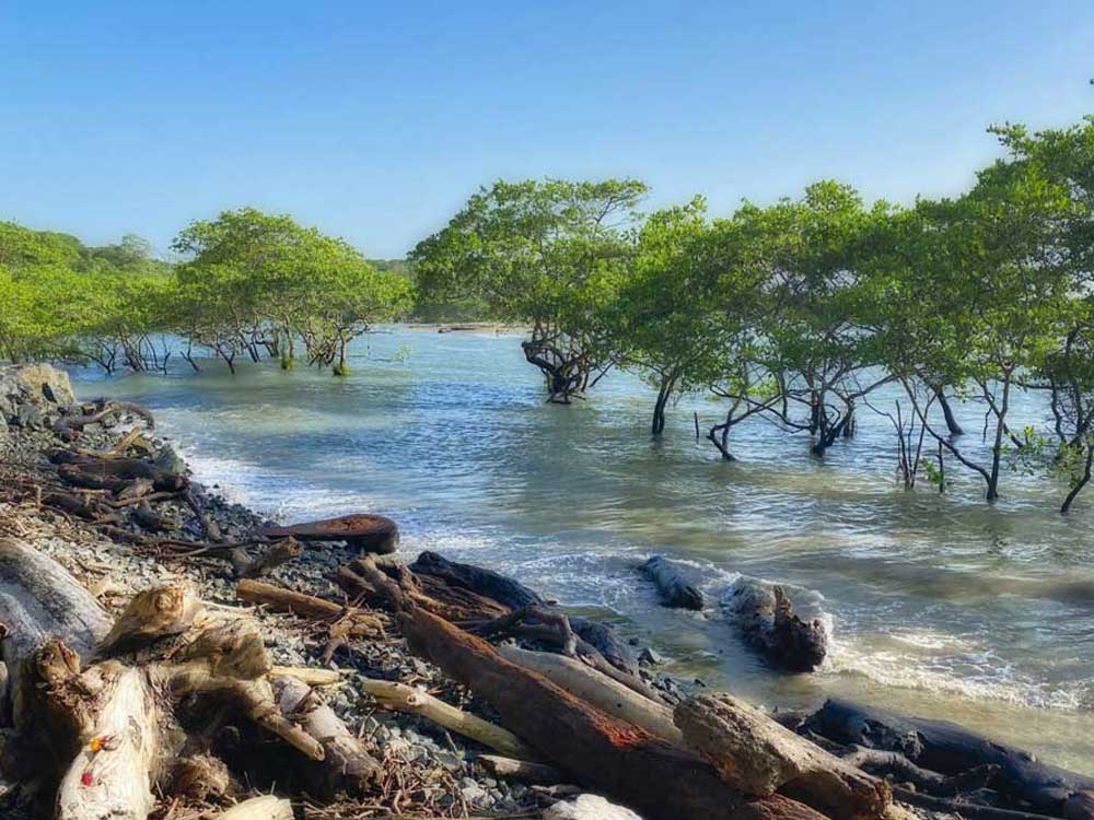isla canas mangroves kayak | vistacanas