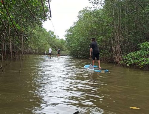 isla canas mangroves kayak or sup tour