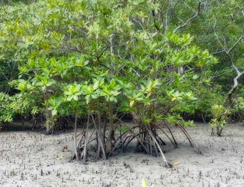 isla canas mangroves kayak or sup tour